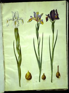 Iris latifolia (englische Iris); Iris xiphium (spanische Iris) von Hans Simon Holtzbecker