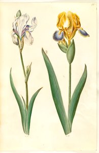 Iris pallida (blasse Iris); Iris variegata (bunte Iris)