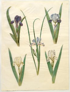 Iris pumila (Zwerg-Schwertlilie) oder Iris lutescens (Zwerg-Schwertlilie); Iris graminea (Grasblättrige Schwertlilie) von Hans Simon Holtzbecker