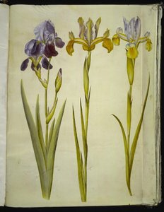 Iris ×sambucina (Holunder-Iris); Iris latifolia (Englische Iris)