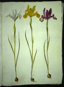 Iris xiphium (Spanische Iris)