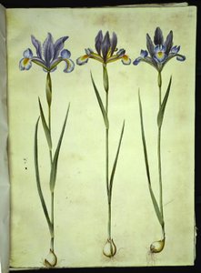 Iris xiphium (Spanische Iris)