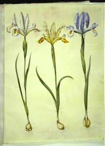 Iris xiphium (spanische Iris) oder Iris latifolia (englische Iris); Iris xiphium (spanische Iris)