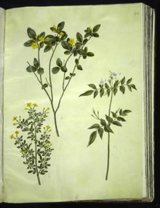 Jasminum odoratissimum (Zimmer-Jasmin); Jasminum fruticans (Busch-Jasmin); Jasminum grandiflorum (Duft-Jasmin) von Hans Simon Holtzbecker