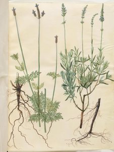 Lavandula multifida (Spalt-Lavendel); Lavandula angustifolia (Echter Lavendel) von Hans Simon Holtzbecker