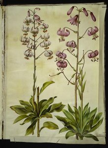 Lilium martagon (Türkenbund-Lilie) von Hans Simon Holtzbecker