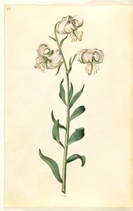 Lilium martagon (Türkenbund-Lilie)