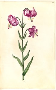 Lilium martagon (Türkenbund-Lilie) von Hans Simon Holtzbecker