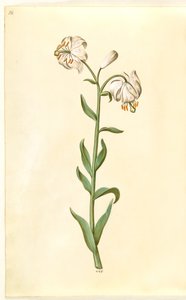 Lilium martagon (Türkenbundlilie)