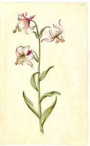 Lilium martagon (Türkenbund-Lilie)