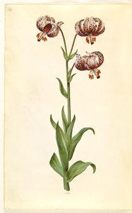 Lilium martagon (Türkenbund-Lilie)