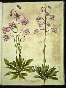 Lilium martagon (Türkenbundlilie)