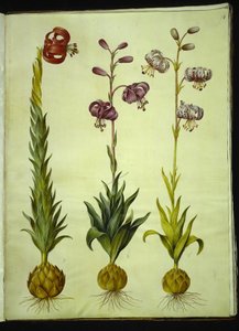 Lilium pomponium; Lilium martagon