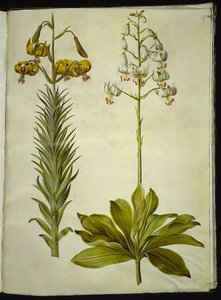 Lilium pyrenaicum (pyrenäische Lilie); Lilium martagon (Türkenbundlilie) von Hans Simon Holtzbecker