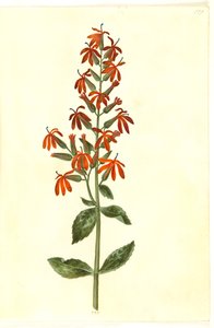 Lobelia cardinalis (Kardinal-Lobelie)