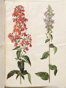 Lobelia cardinalis (Kardinal-Lobelie); Campanula latifolia (Breitblättrige Glockenblume) von Hans Simon Holtzbecker