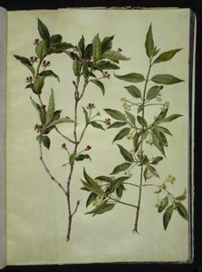 Lonicera alpigena (Alpen-Heckenkirsche); Euonymus europaeus (Gemeines Pfaffenhütchen) von Hans Simon Holtzbecker