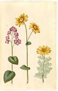 Lunaria annua (Judaspenning); Doronicum pardalianches (Herzblatt-Gemswurz); Adonis vernalis (Frühlings-Adonisröschen)