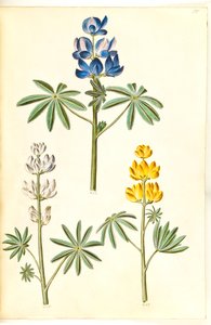 Lupinus pilosus (blaue Lupine); Lupinus albus (weiße Lupine); Lupinus luteus (gelbe Lupine) von Hans Simon Holtzbecker