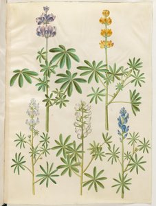 Lupinus pilosus (blaue Lupine); Lupinus luteus (gelbe Lupine); Lupinus angustifolius (schmalblättrige Lupine); Lupinus albus (weiße Lupine) von Hans Simon Holtzbecker