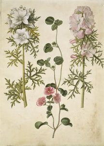 Malva moschata (Moschus-Malve); Malva oder Malope (Art der Malve oder Malope) von Hans Simon Holtzbecker