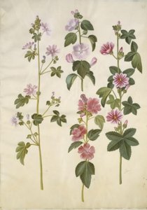 Malva sylvestris (gewöhnliche Malve); Lavatera thuringiaca (deutsche Pappelrose) von Hans Simon Holtzbecker