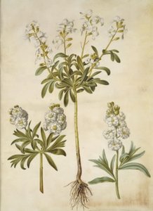 Matthiola incana (Winter-Levkoje)