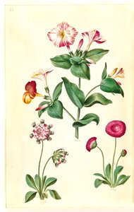 Mirabilis jalapa (Wunderblume); Bellis perennis (Gänseblümchen) von Hans Simon Holtzbecker