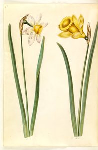 Narzisse ×incomparabilis (Garten-Narzisse); Narzisse pseudonarcissus (Osterglocke)