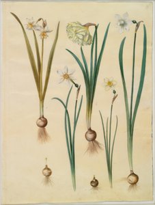 Narcissus ×medioluteus (zweiblütige Narzisse); Narcissus pseudonarcissus; Narcissus (Narzisse); Narcissus poeticus (Dichternarzisse); Narcissus ×tenuior