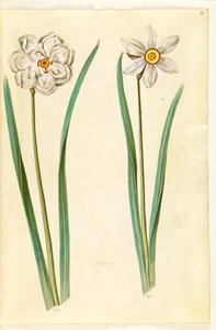 Narcissus poeticus (Dichternarzisse)