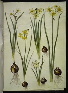 Dichter-Narzisse; Orchideen-Narzisse; Zweiblütige Narzisse von Hans Simon Holtzbecker