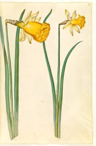 Narcissus pseudonarcissus (Osterglocke)