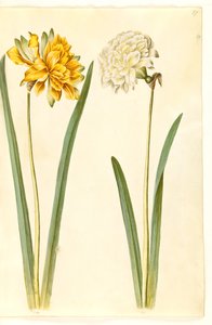 Narcissus pseudonarcissus (Osterglocke)