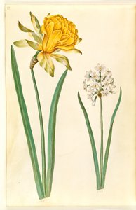 Narcissus pseudonarcissus (Osterglocke); Narcissus tazetta (Tazette)