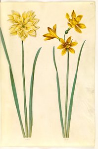 Narcissus pseudonarcissus (Osterglocke); Narcissus tazetta aureus (Gold-Tazette)