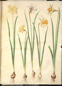 Narcissus pseudonarcissus; Narcissus poeticus; Narcissus ×incomparabilis von Hans Simon Holtzbecker