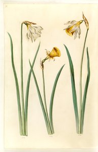 Narcissus pseudonarcissus moschatus (Moschus-Narzisse); Narcissus bulbocodium (Reifrock-Narzisse); Narcissus pseudonarcissus (Osterglocke)