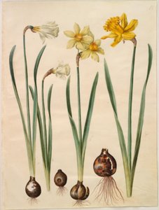 Narcissus pseudonarcissus moschatus (Moschus-Narzisse); Narcissus ×medioluteus (Zweiblütige Narzisse); Narcissus pseudonarcissus major (Große Osterglocke) von Hans Simon Holtzbecker