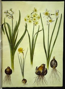 Narcissus tazetta (Tazette); Narcissus ×medioluteus (Zweiblütige Narzisse); Narcissus bulbocodium (Reifrock-Narzisse)