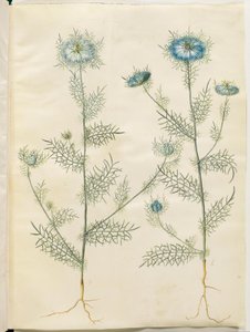 Nigella damascena (Jungfer im Grünen) von Hans Simon Holtzbecker