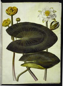 Gelbe Teichrose; Weiße Seerose von Hans Simon Holtzbecker