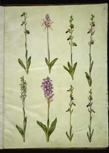 Ophrys apifera oder Ophrys sphegodes (Bienen-Ragwurz oder frühe Ragwurz); "Orchis simia" (Phantasieblume); Ophrys apifera (Bienen-Ragwurz); Orchis (Knabenkraut); Orchis militaris (Helm-Knabenkraut); Ophrys insectifera (Fliegen-Ragwurz) von Hans Simon Holtzbecker