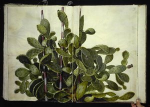 Opuntia ficus-indica, Opuntia humifusa oder Opuntia monacantha (Art der Feigenkaktus) von Hans Simon Holtzbecker
