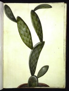 Opuntia monacantha (entornet Feigenkaktus) von Hans Simon Holtzbecker