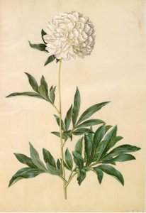 Paeonia lactiflora (Seiden-Pfingstrose)