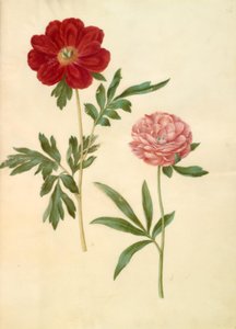 Paeonia officinalis (Bauernrose) von Hans Simon Holtzbecker