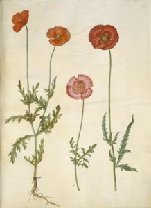 Papaver dubium (Zaun-Mohn); Papaver rhoeas (Korn-Mohn)
