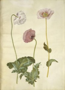 Papaver somniferum (Opium-Mohn) von Hans Simon Holtzbecker