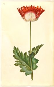 Papaver somniferum (Opium-Mohn) von Hans Simon Holtzbecker
